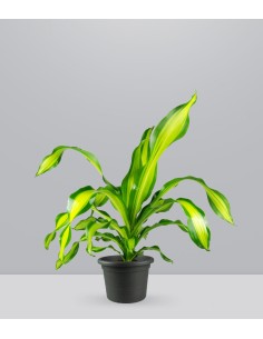 Dracena Charley 2