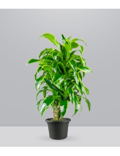 Dracena Dorado a 6 Fusti
