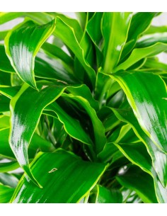 Dracena Dorado a 6 Fusti 2