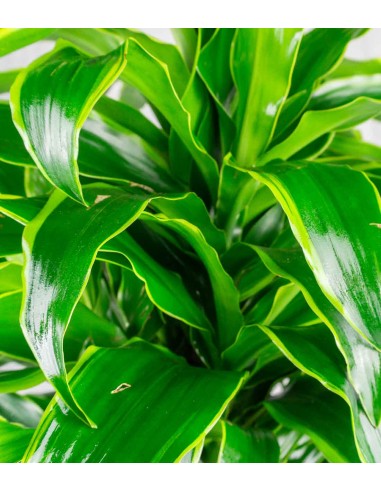Dracena Dorado a 6 Fusti