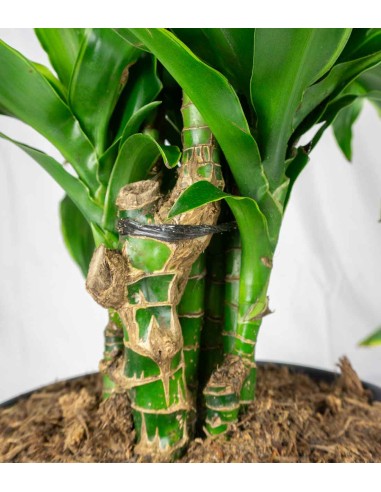 Dracena Dorado a 6 Fusti