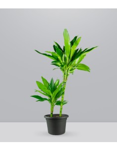 Dracena Janet Lind