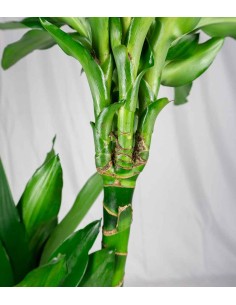 Dracena Janet Lind 2