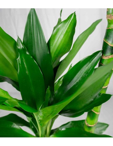 Dracena Janet Lind