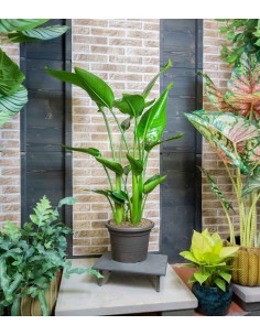 Strelitzia Nicolai 2