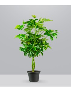 Schefflera Arboricola