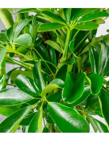 Schefflera Arboricola