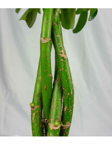 Schefflera Arboricola