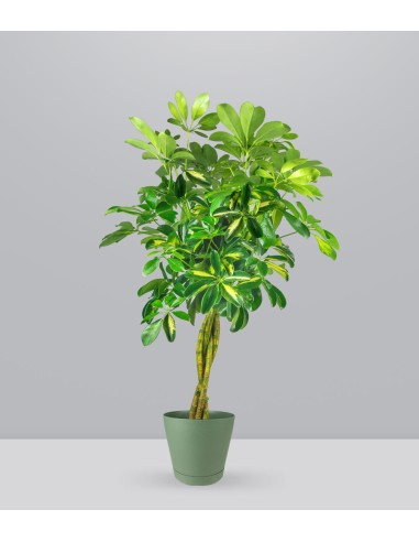 Schefflera variegata