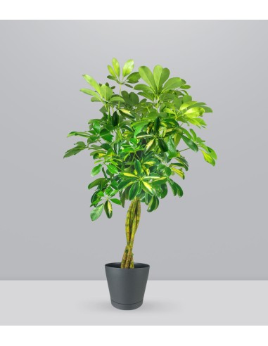 Schefflera variegata