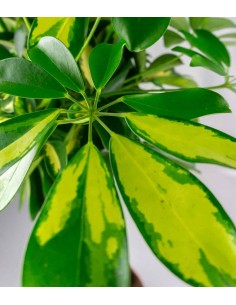 Schefflera variegata 2