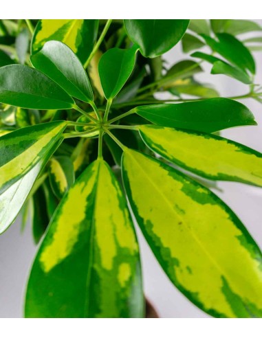 Schefflera variegata