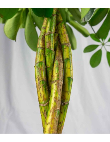 Schefflera variegata