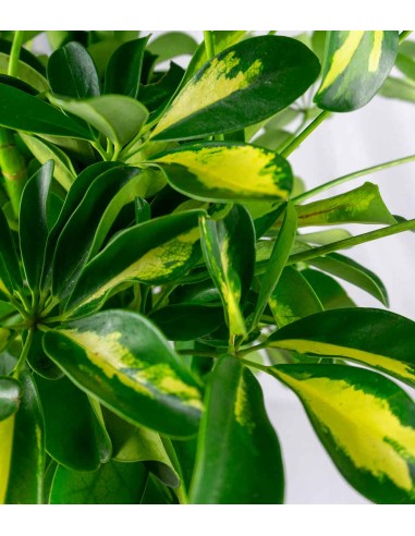 Schefflera variegata