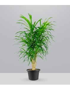 Dracena Reflexa