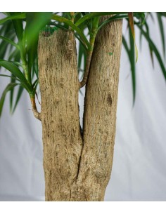 Dracena Reflexa 2