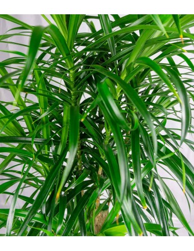 Dracena Reflexa