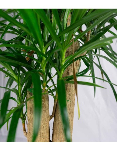 Dracena Reflexa