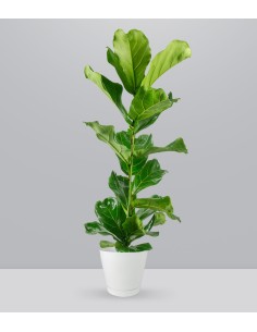 Ficus Lyrata