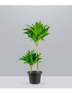 Dracena Janet Craig Compacta