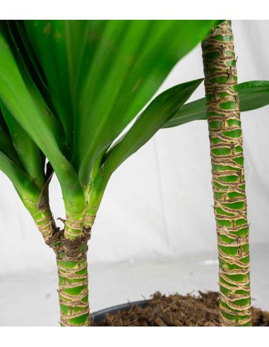 Dracena Janet Craig Compacta