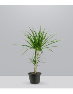 Dracena Marginata | yucca
