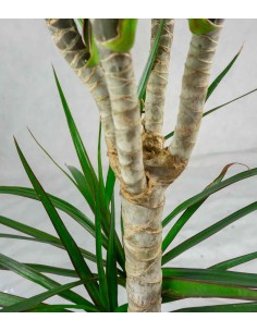 Dracena Marginata | yucca 2
