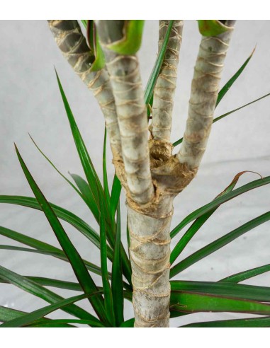 Dracena Marginata