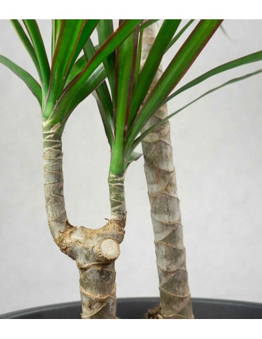 Dracena Marginata