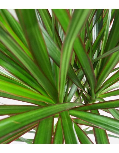 Dracena Marginata | yucca