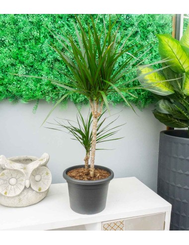 Dracena Marginata | yucca