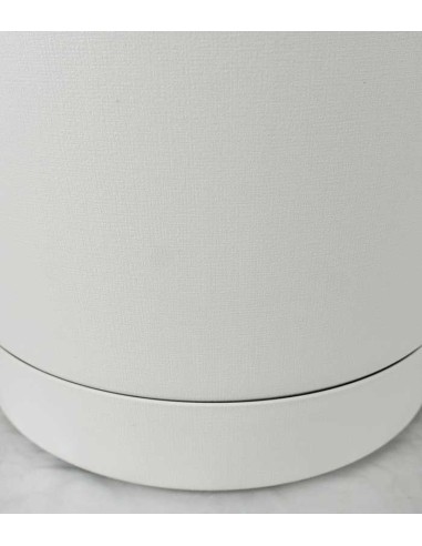 Dracena Marginata | yucca