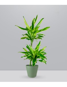 Dracena Golden Coast