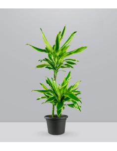 Dracena Golden Coast 2