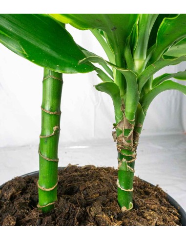 Dracena Golden Coast