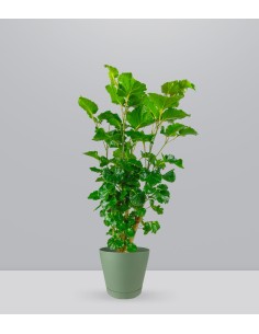 Polyscias Scutellaria | 85 cm