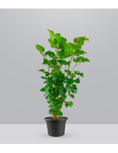 Polyscias Scutellaria | 85 cm 2