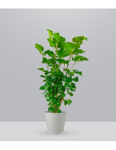 Polyscias Scutellaria | 85 cm