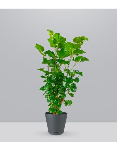 Polyscias Scutellaria | 85 cm