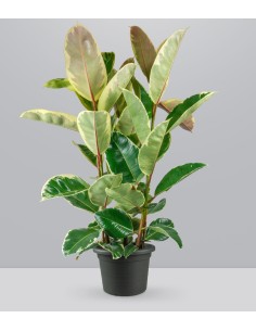 Ficus elastica Tineke