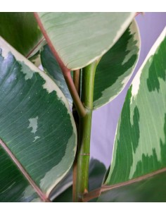 Ficus elastica Tineke 2