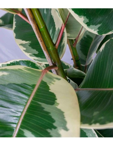 Ficus elastica Tineke