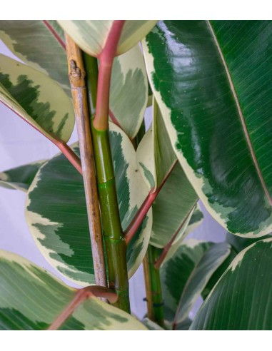 Ficus elastica Tineke