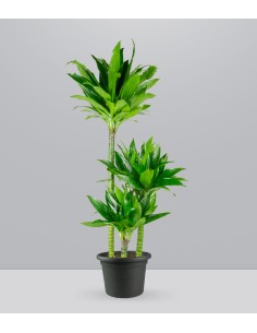 Dracena Green Jewel
