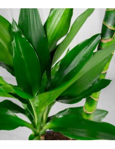 Dracena Green Jewel 2