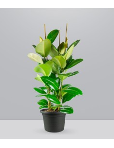 Ficus elastica robusta |...