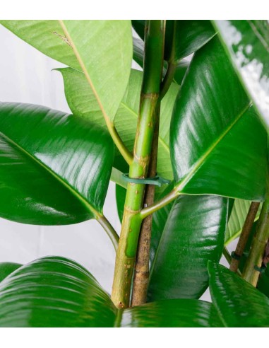 Ficus elastica robusta | pianta alta