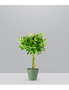 Schefflera variegata | 70 cm