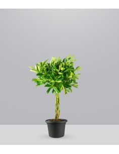 Schefflera variegata | 70 cm 2