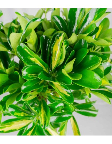 Schefflera variegata | 70 cm